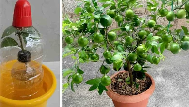 Como plantar limão no vaso e ter sempre limão fresquinho na sua casa