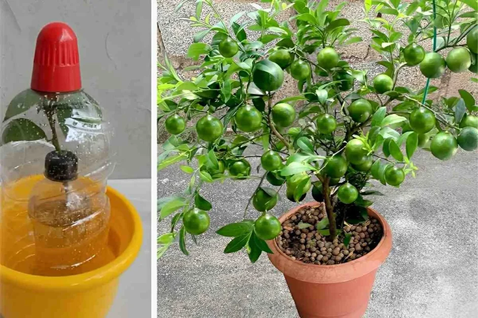 Como plantar limão no vaso e ter sempre limão fresquinho na sua casa