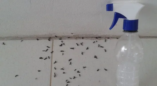 Misturinha para acabar com formigas
