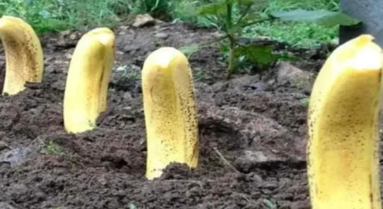 Plante 4 bananas em seu jardim