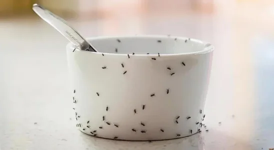 acabar com as formigas na cozinhaacabar com as formigas na cozinha